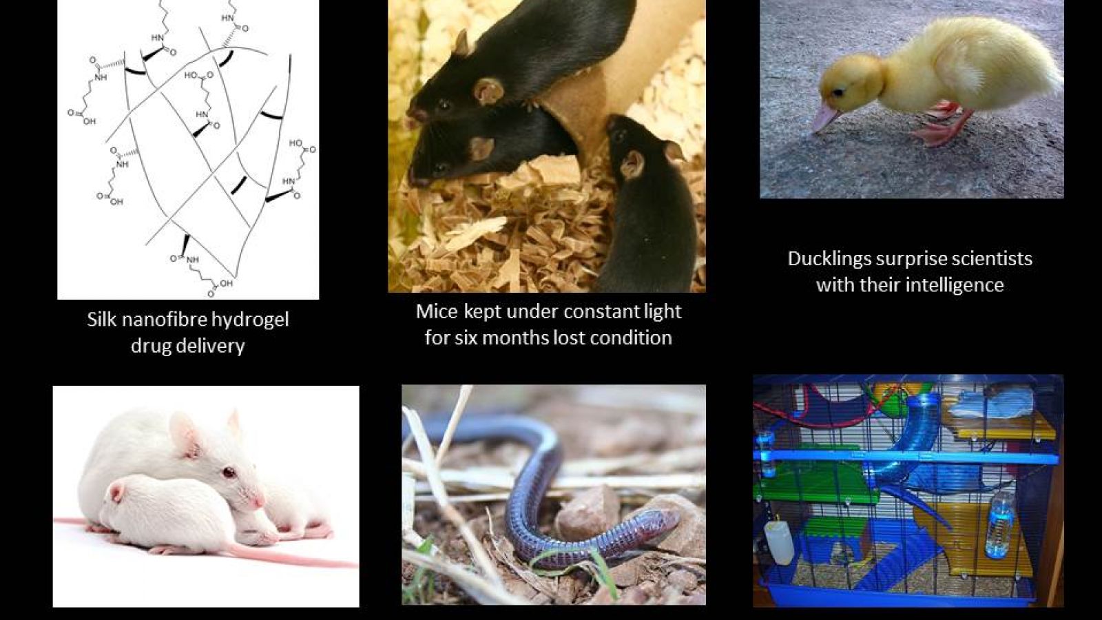 Male biased mice studies