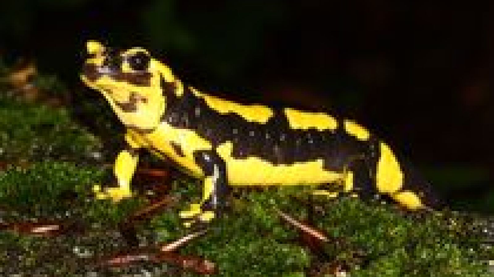 Fire salamanders wiped out by newly found fungus