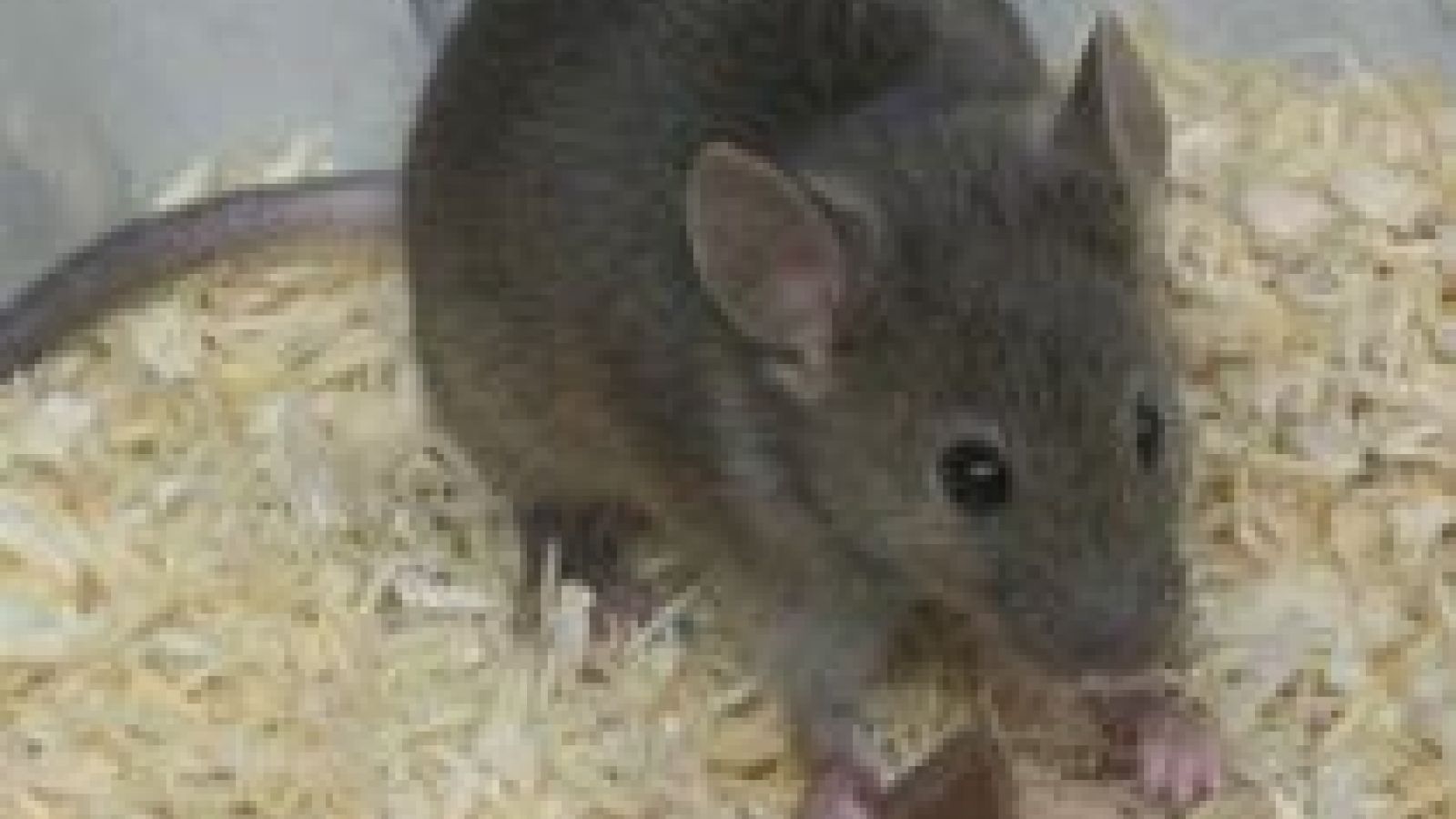 New mouse model for hepatitis C research
