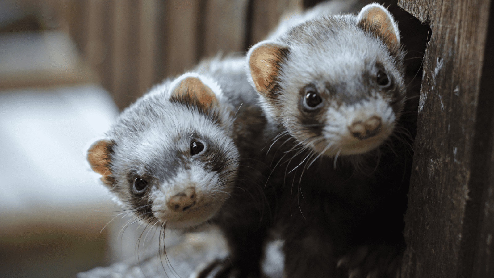 Ferrets in medical research