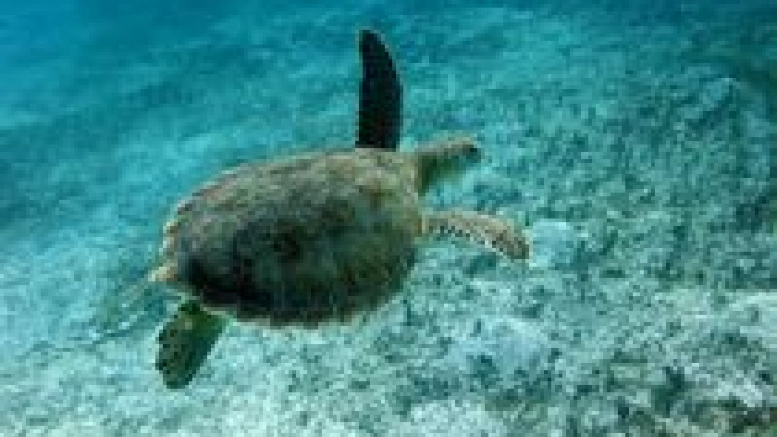 42 thousand red-listed turtles taken per year