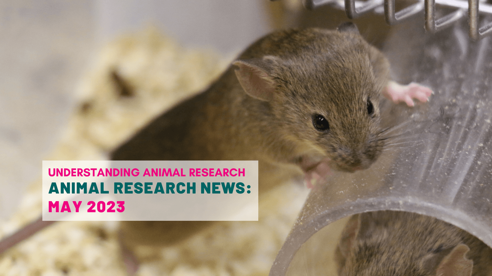 Animal Research News: May 2023