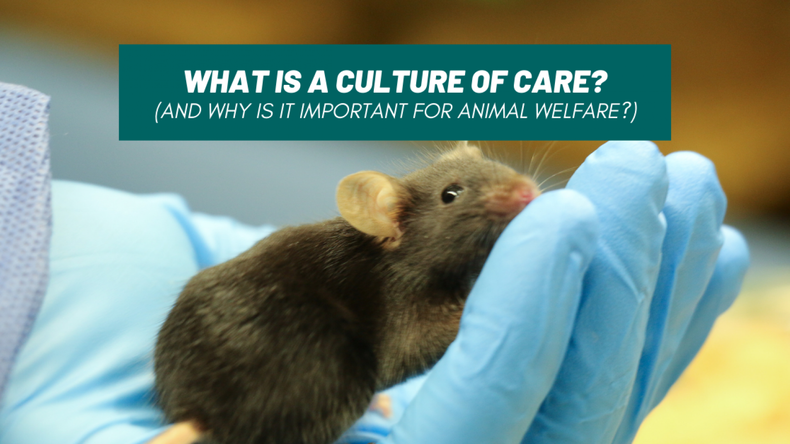 What exactly is a culture of care? And why is it important for animal welfare?