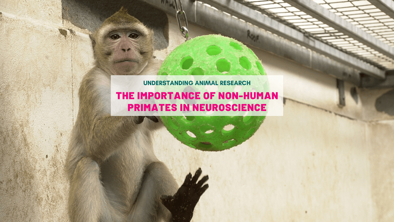 The importance of non-human primates in neuroscience :: Understanding Animal  Research