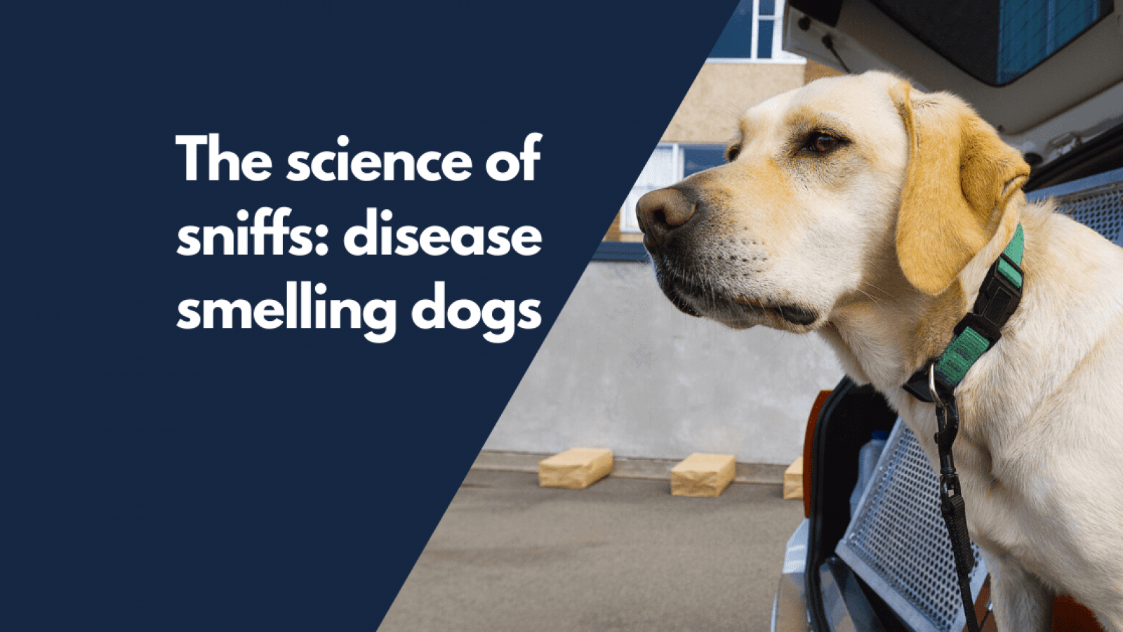 The science of sniffs: disease smelling dogs
