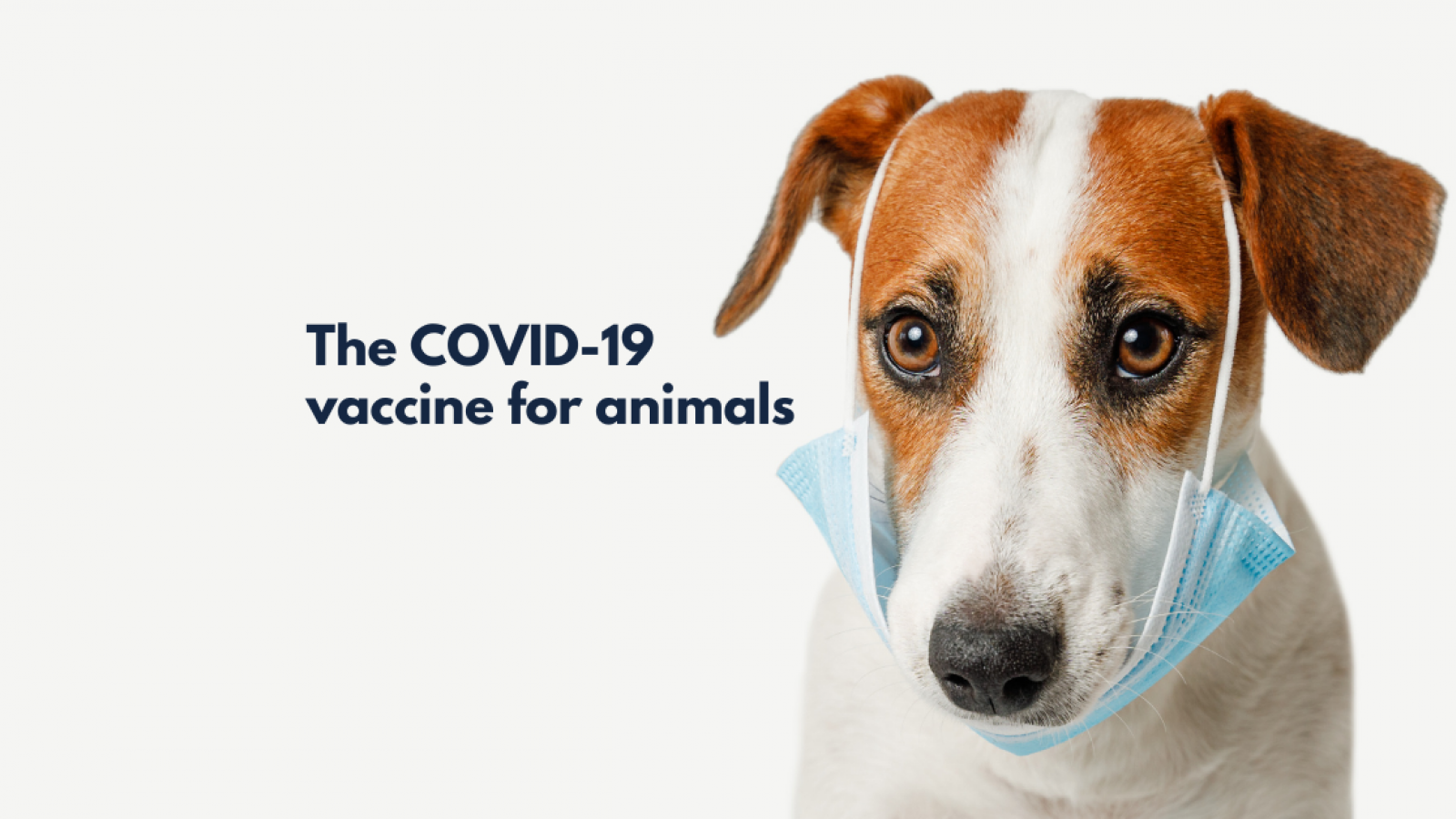 The COVID-19 vaccine for animals