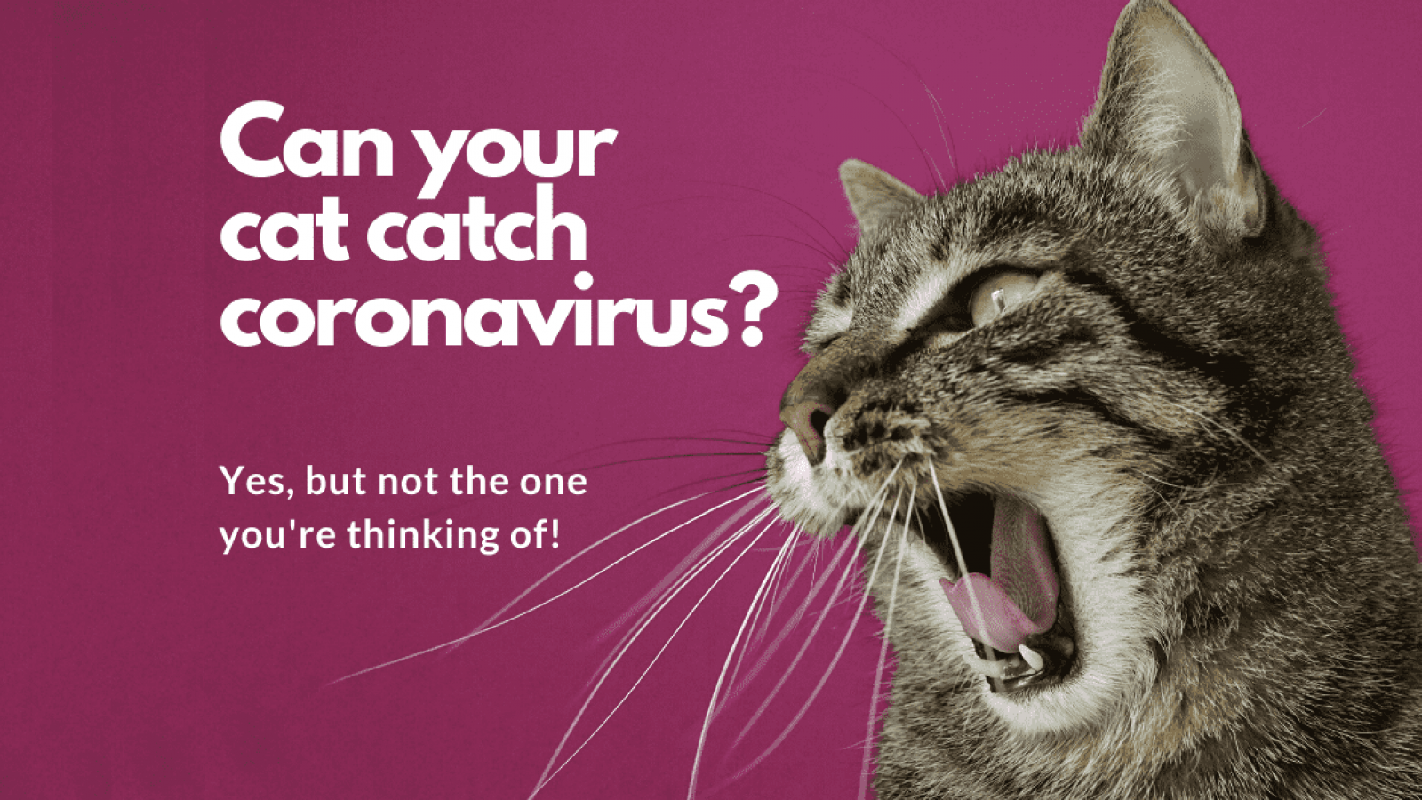 Can your cat catch coronavirus?