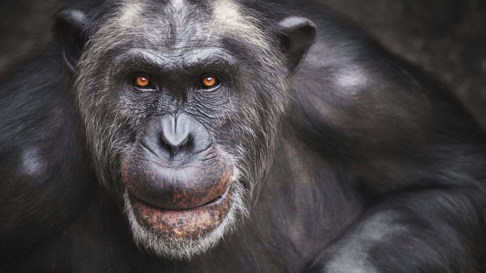 Human diseases are threatening chimpanzees :: Understanding Animal Research
