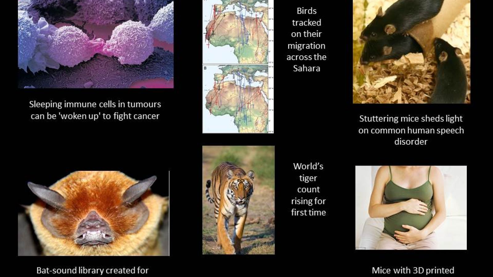 Tiger numbers up :: Understanding Animal Research