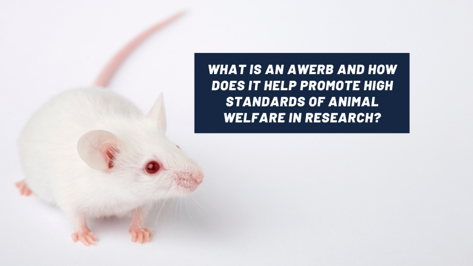 What is an AWERB and how does it help promote high standards of animal welfare in research?