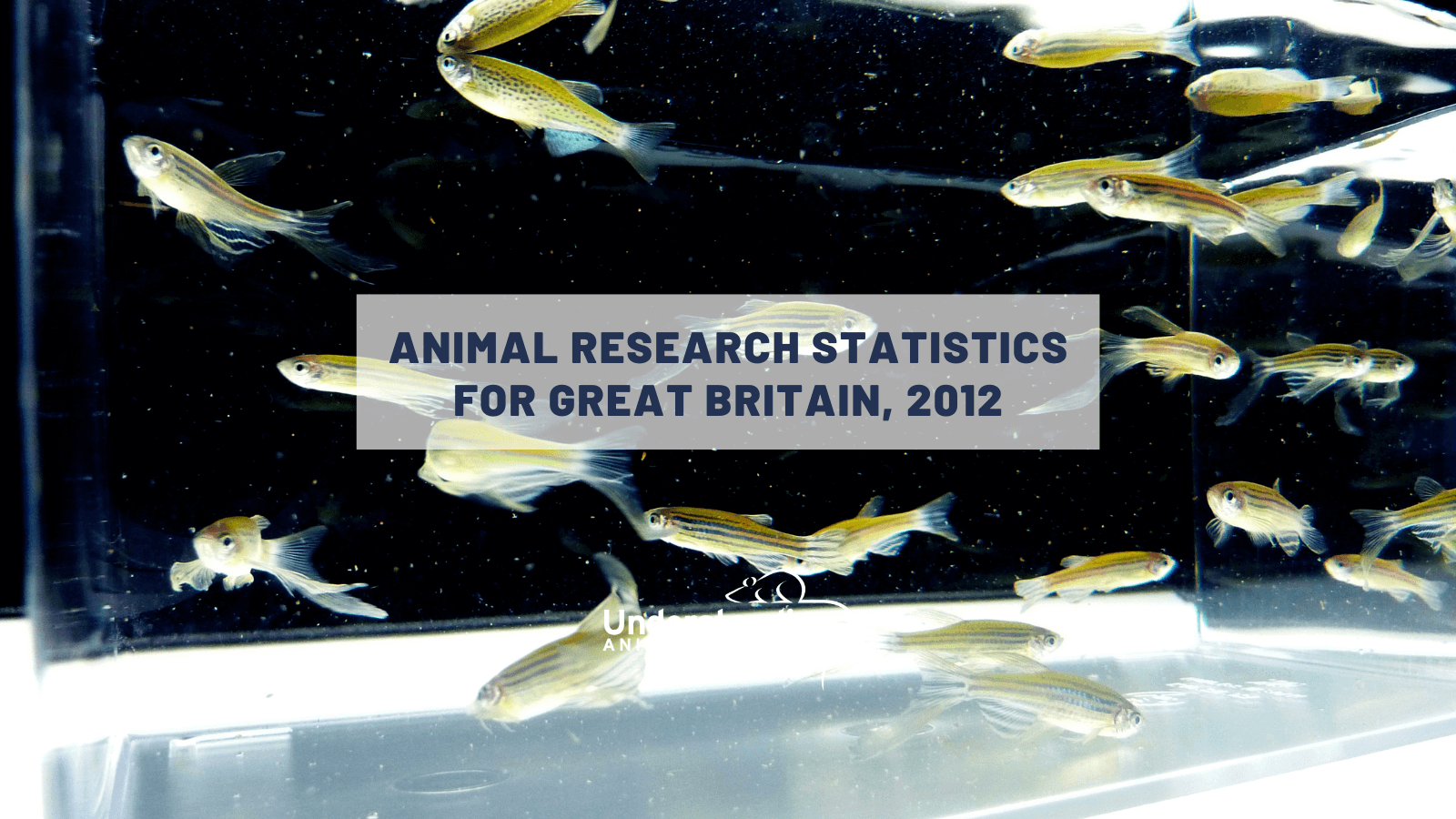 Animal research statistics for Great Britain, 2012