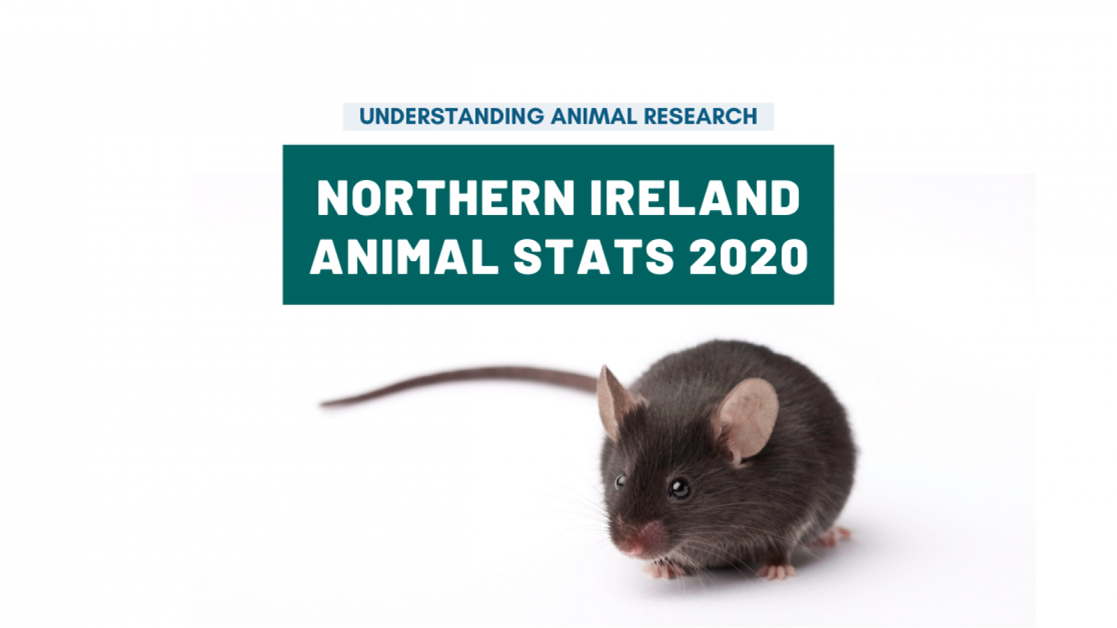 Procedures carried out on animals in Northern Ireland, 2020
