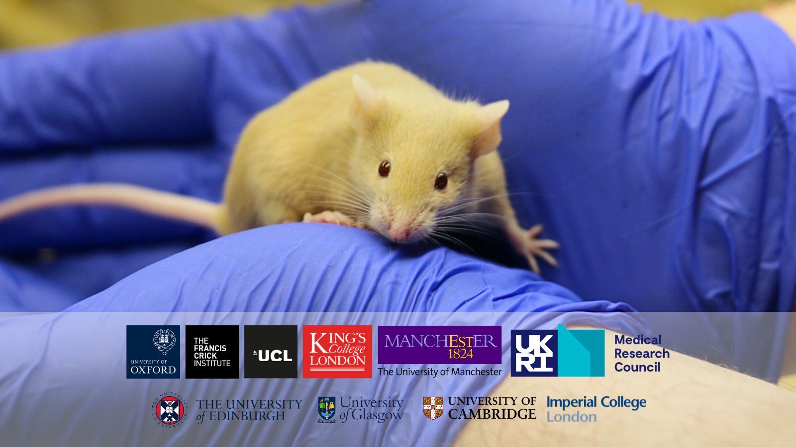 Ten organisations carried out half of all animal research in Great Britain in 2025