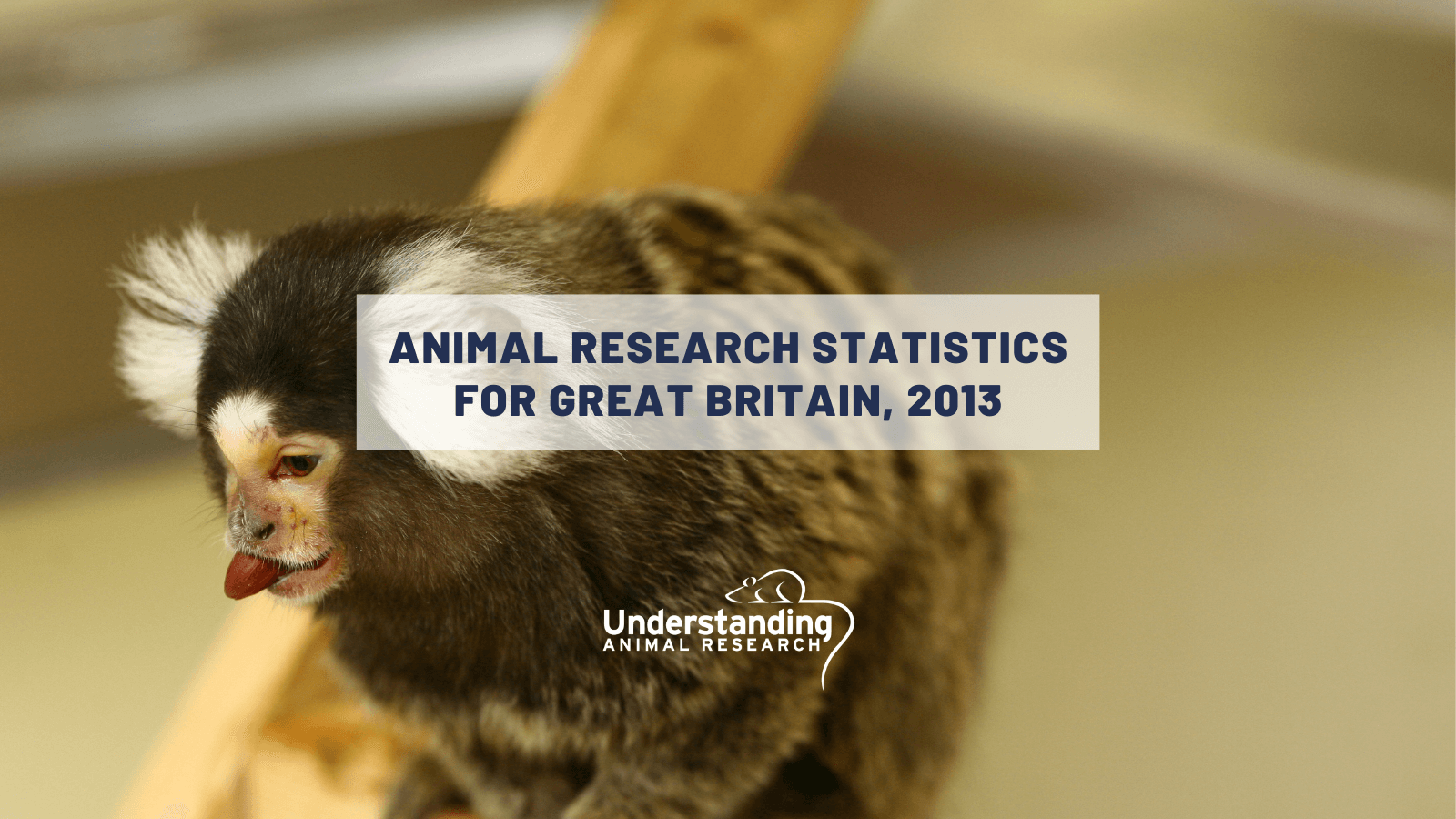 Animal research statistics for Great Britain, 2013