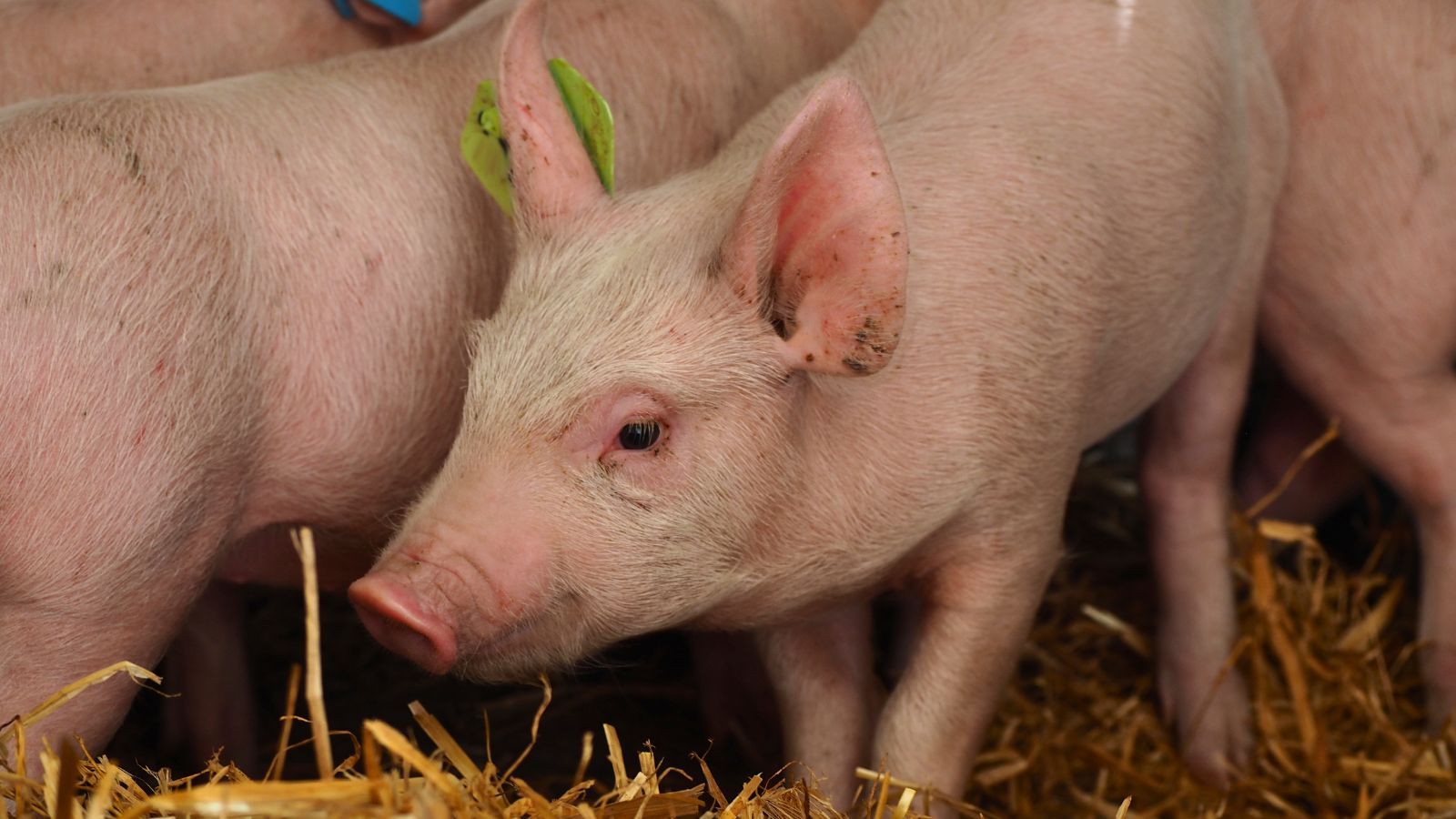 Using pig livers to filter human blood