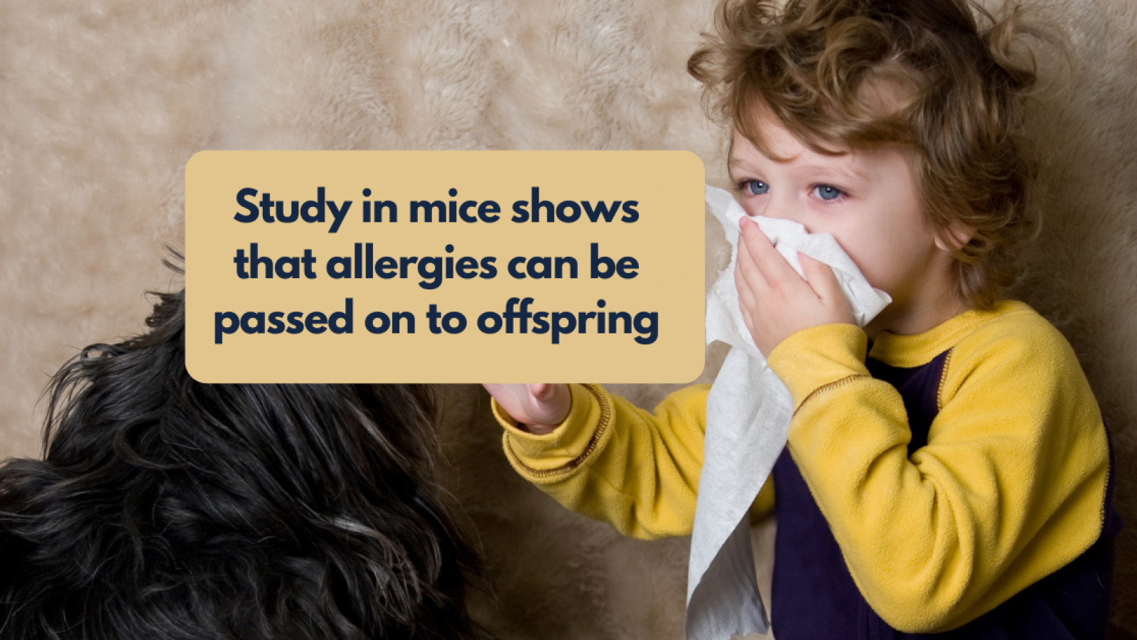 Study in mice shows that allergies can be passed on to offspring