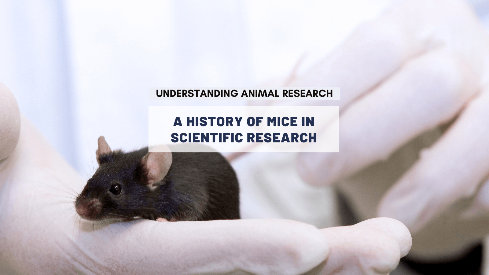 A history of mice in scientific research