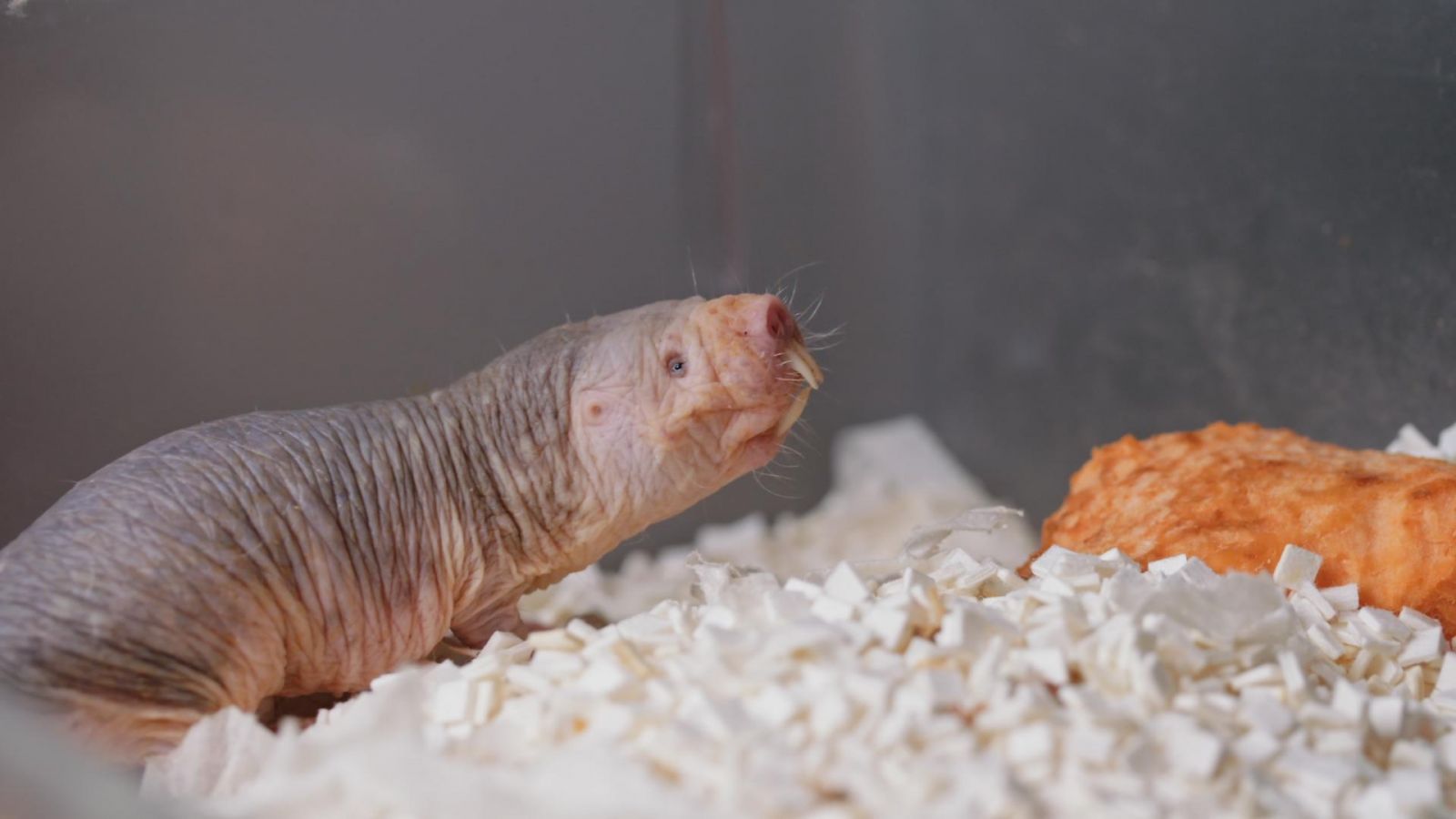 Naked mole rat