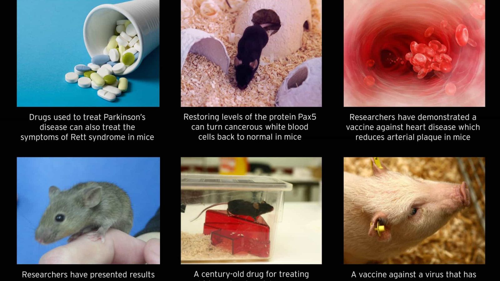 Porcine epidemic virus :: Understanding Animal Research