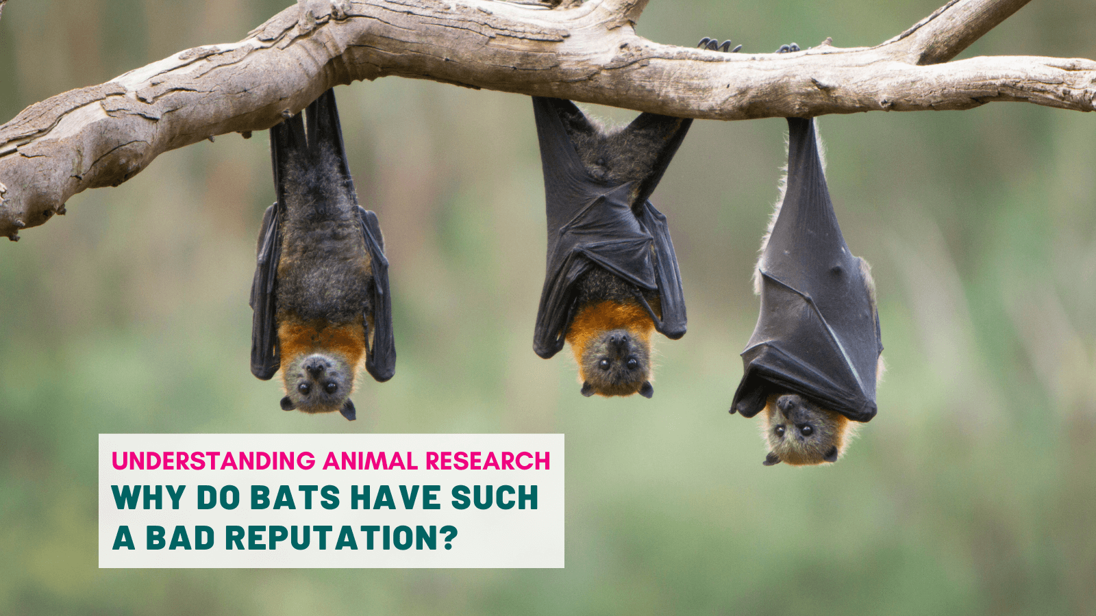 Why do bats have such a bad reputation?