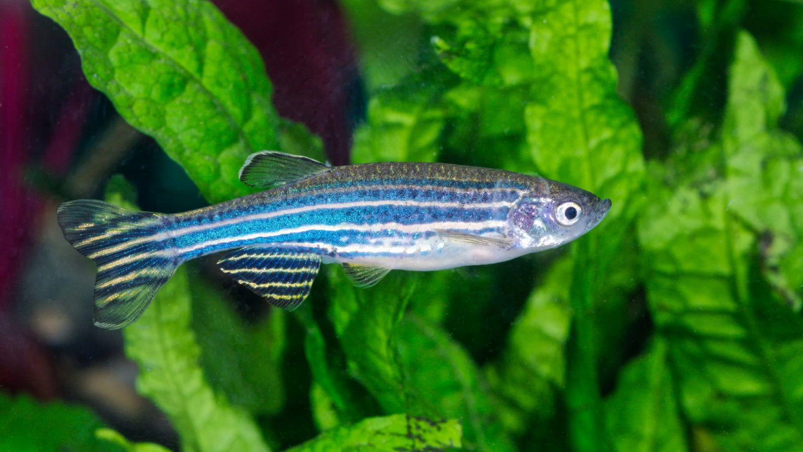 Why do scientists use zebrafish in research?