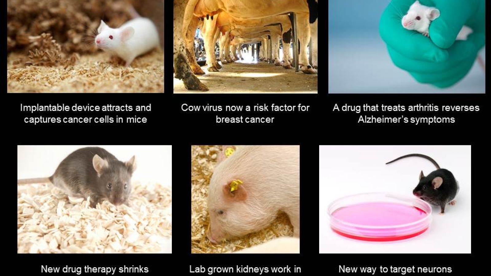 Lab grown kidneys work in animals