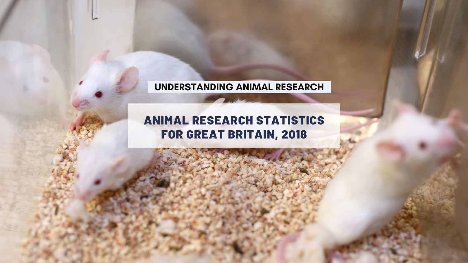 Animal research statistics for Great Britain, 2018