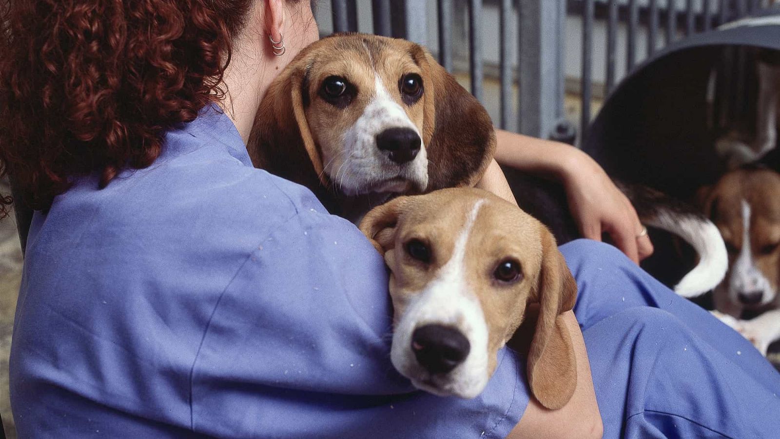 Dog breeding facility gets the go-ahead