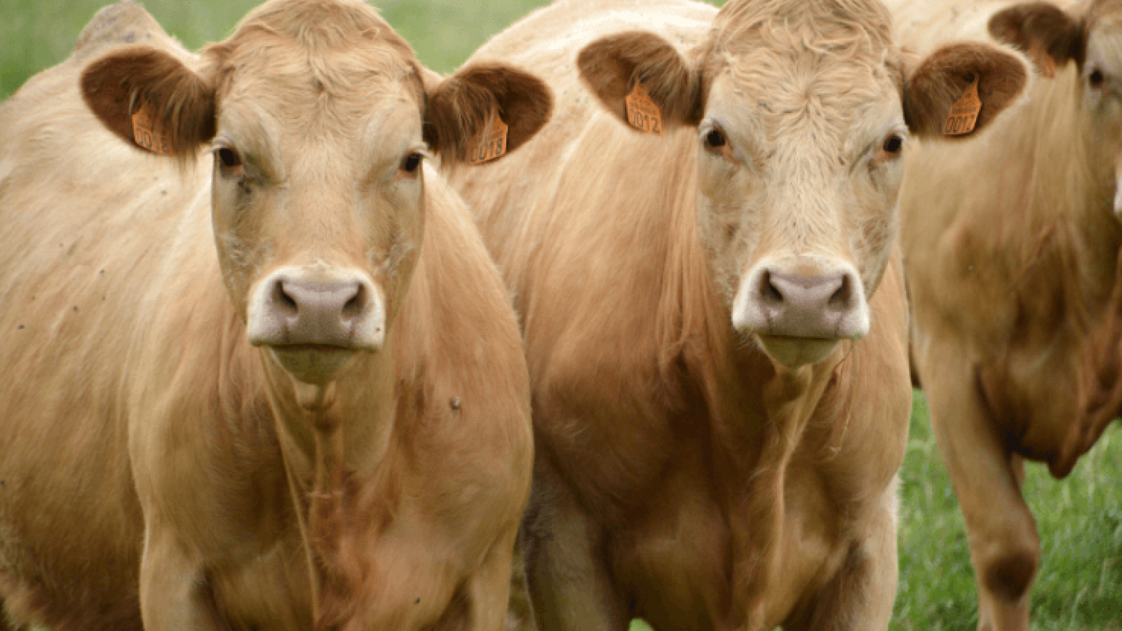 Cattle :: Understanding Animal Research