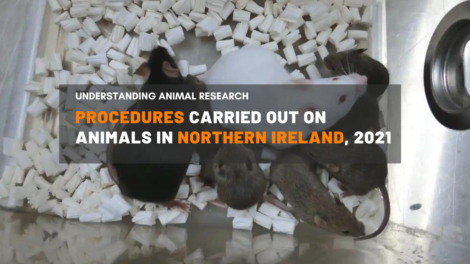 Procedures carried out on animals in Northern Ireland, 2021