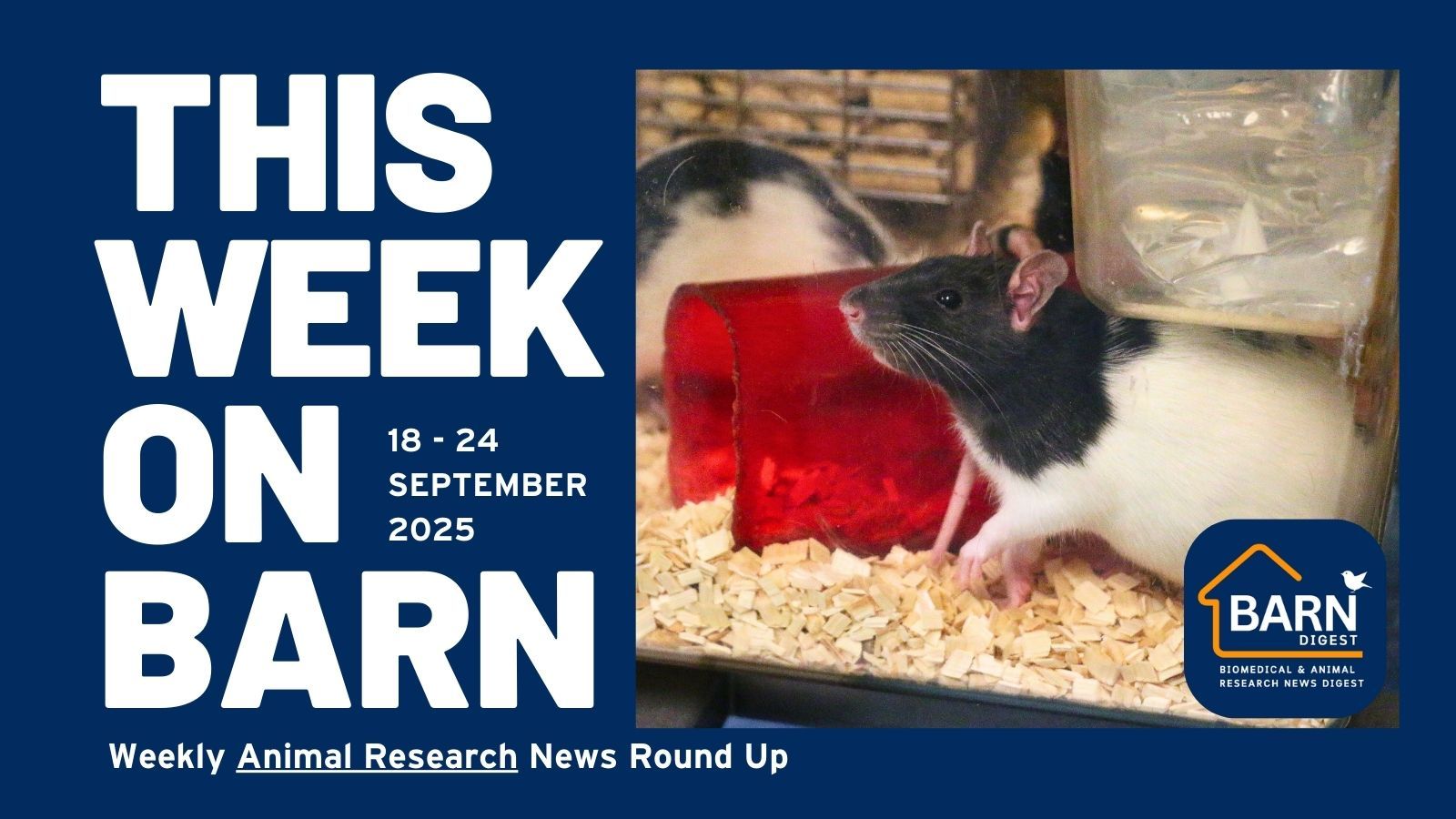 This week on BARN - animal research news from UAR members (18 - 24 September 2025)