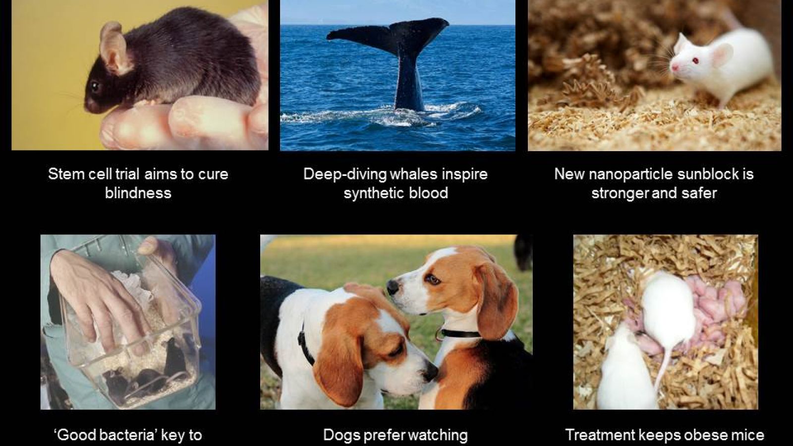 This week in animal research 02/10/15