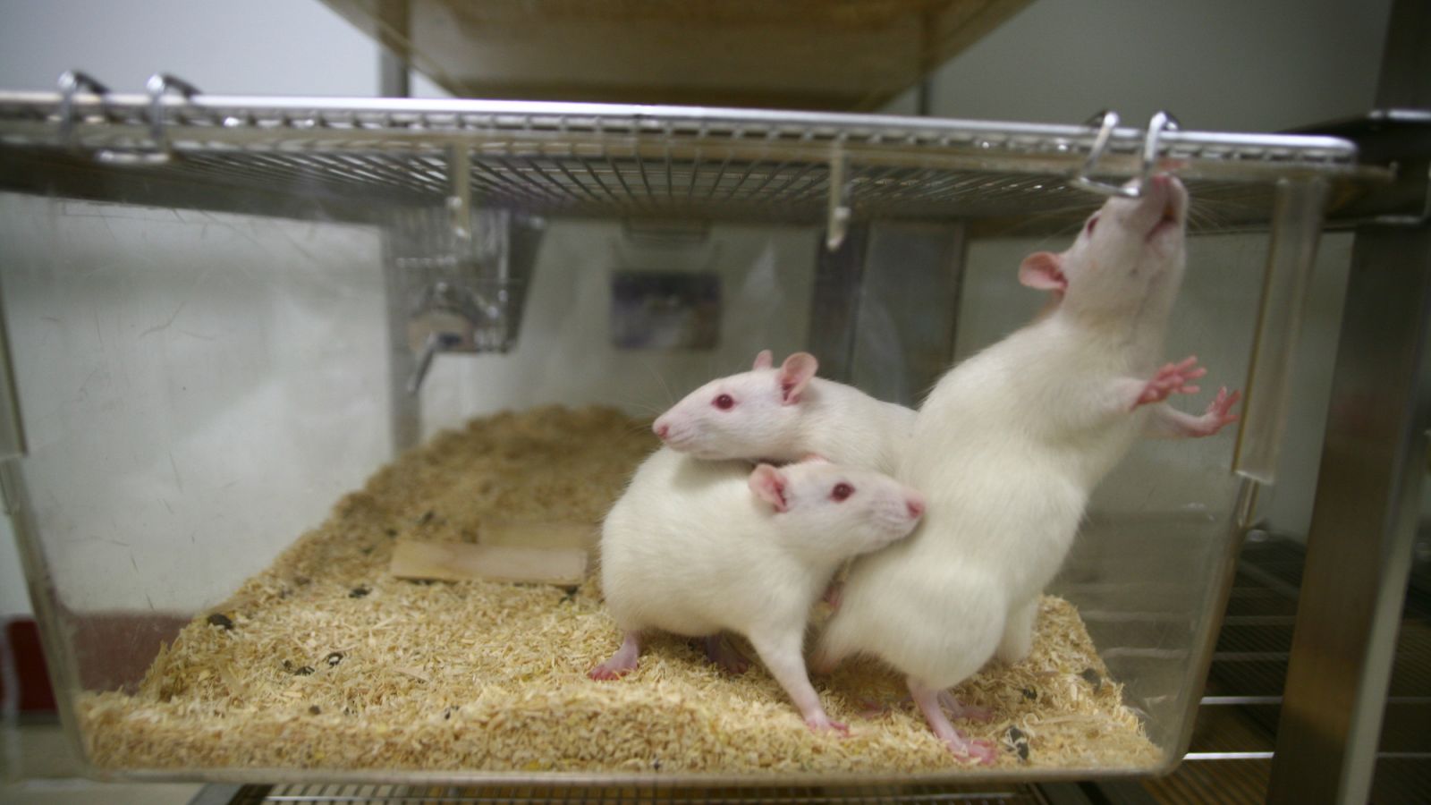 Spinal cord damage bridged in rats