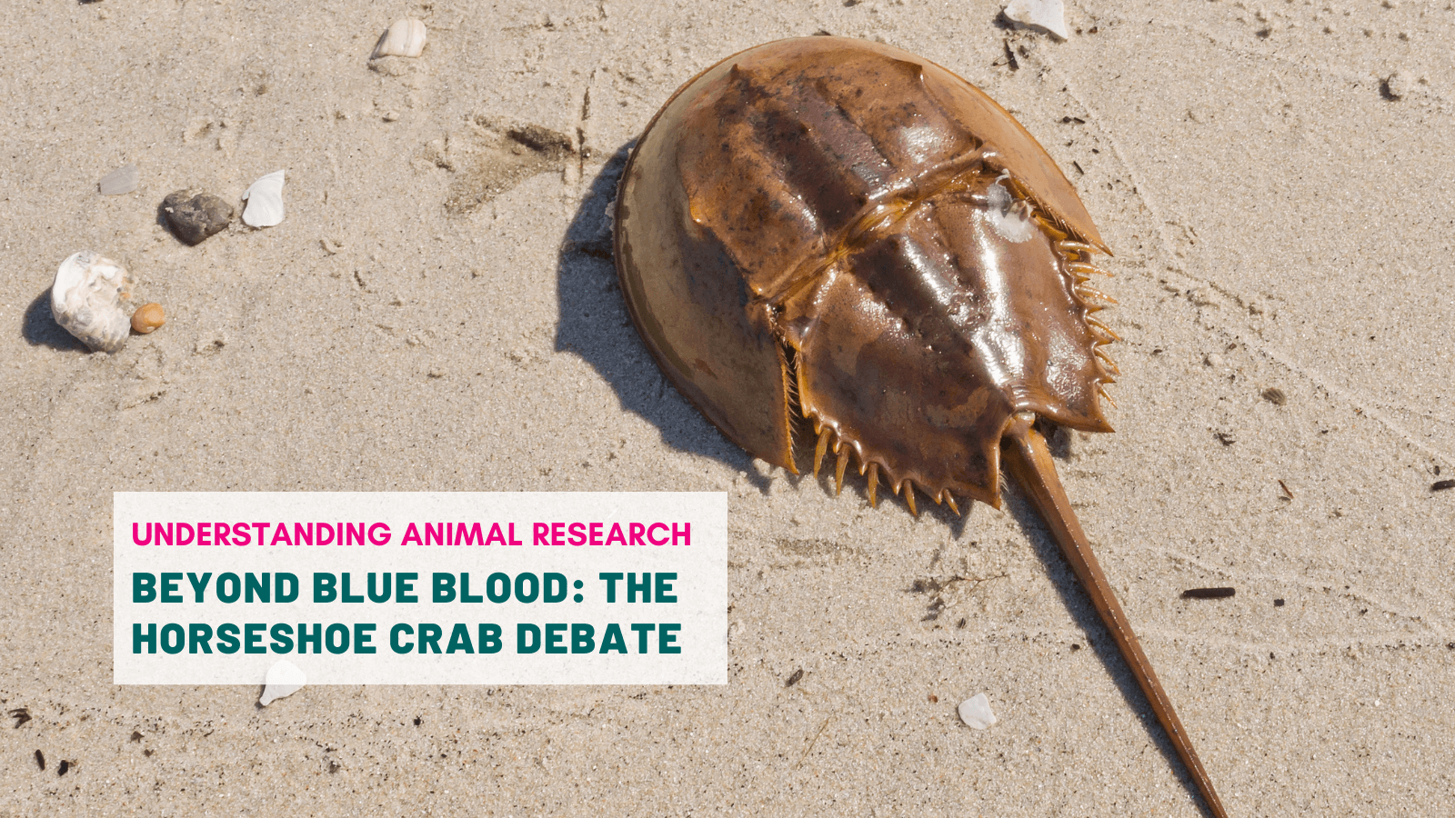 Beyond blue blood: the horseshoe crab debate