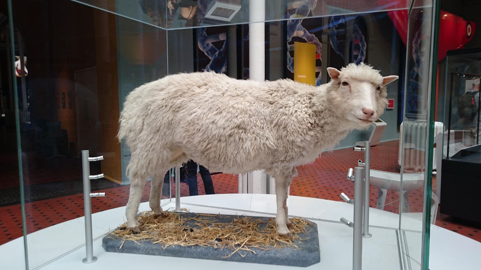 Animal cloning