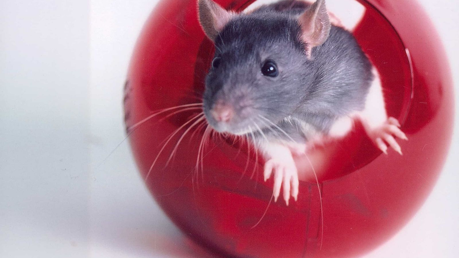 10 years of rat research – how stroke studies have evolved :: Understanding  Animal Research