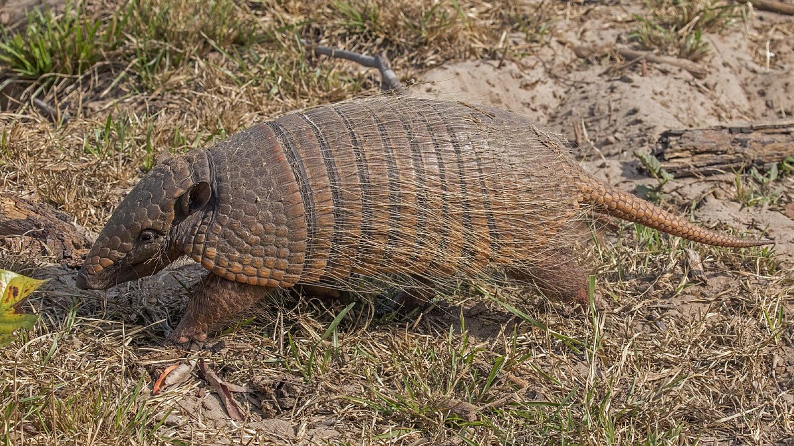 Armadillos in medical research