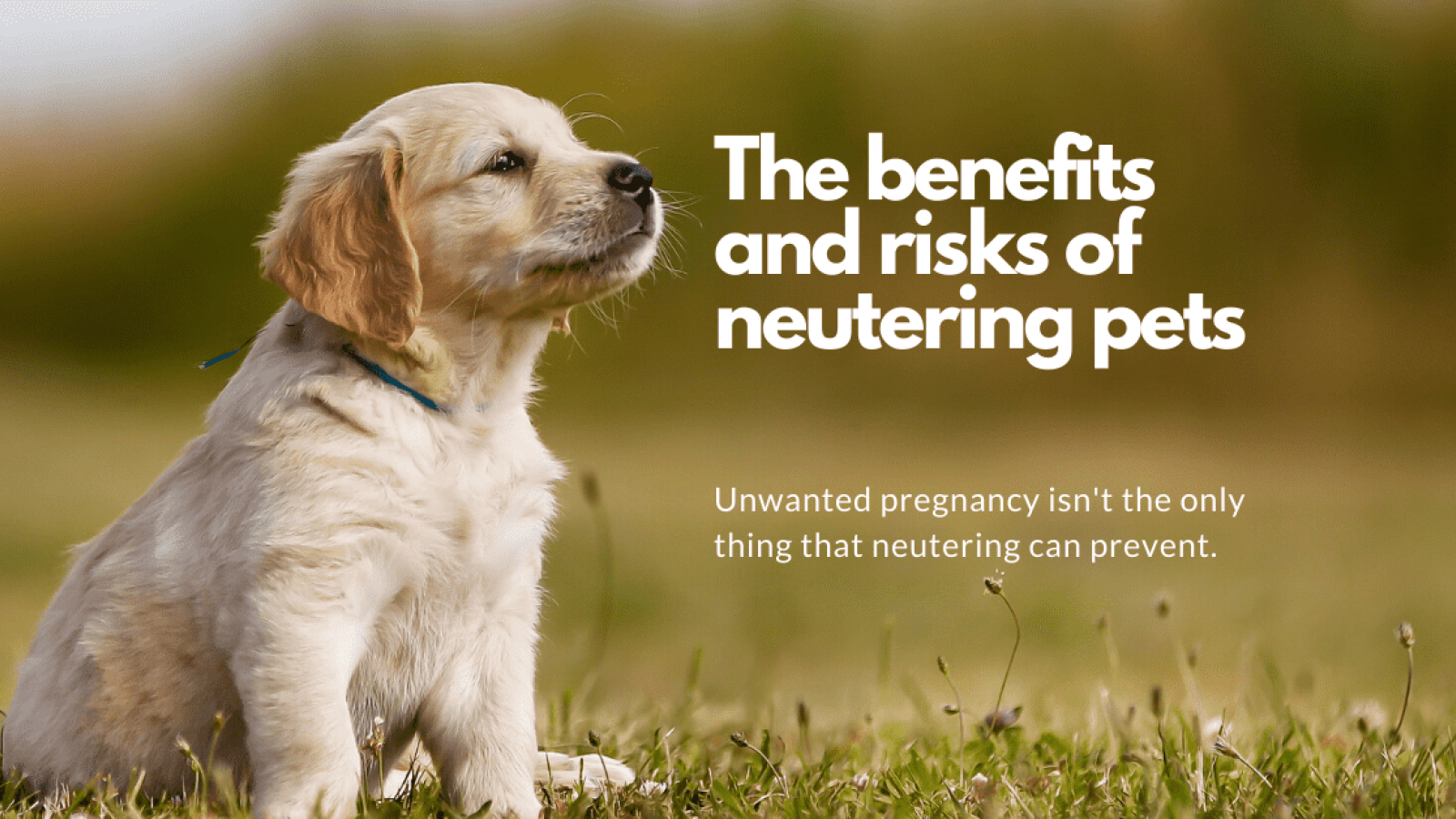 The benefits and risks of neutering pets