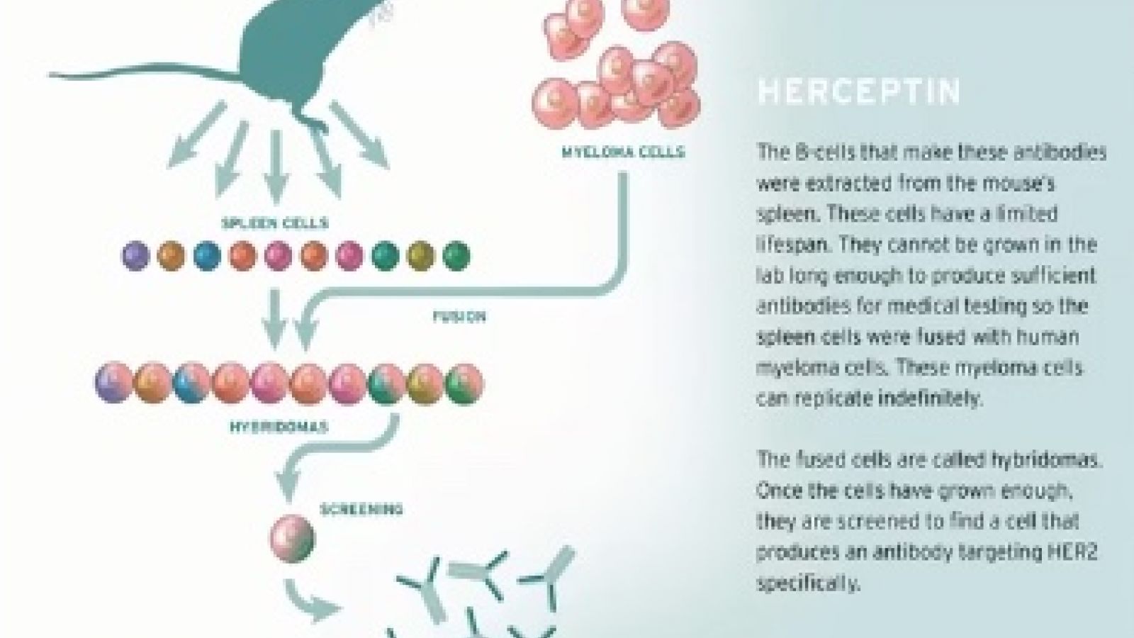 Herceptin - first monoclonal antibody treatment for cancer