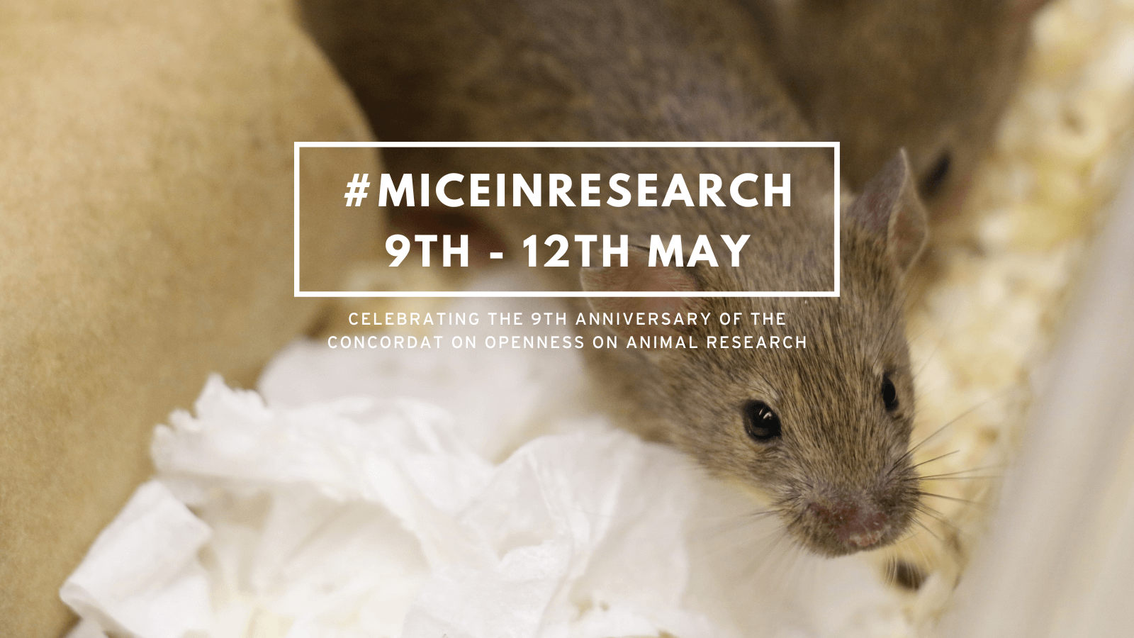 Celebrate openness with #MiceInResearch (9 - 12 May 2023)