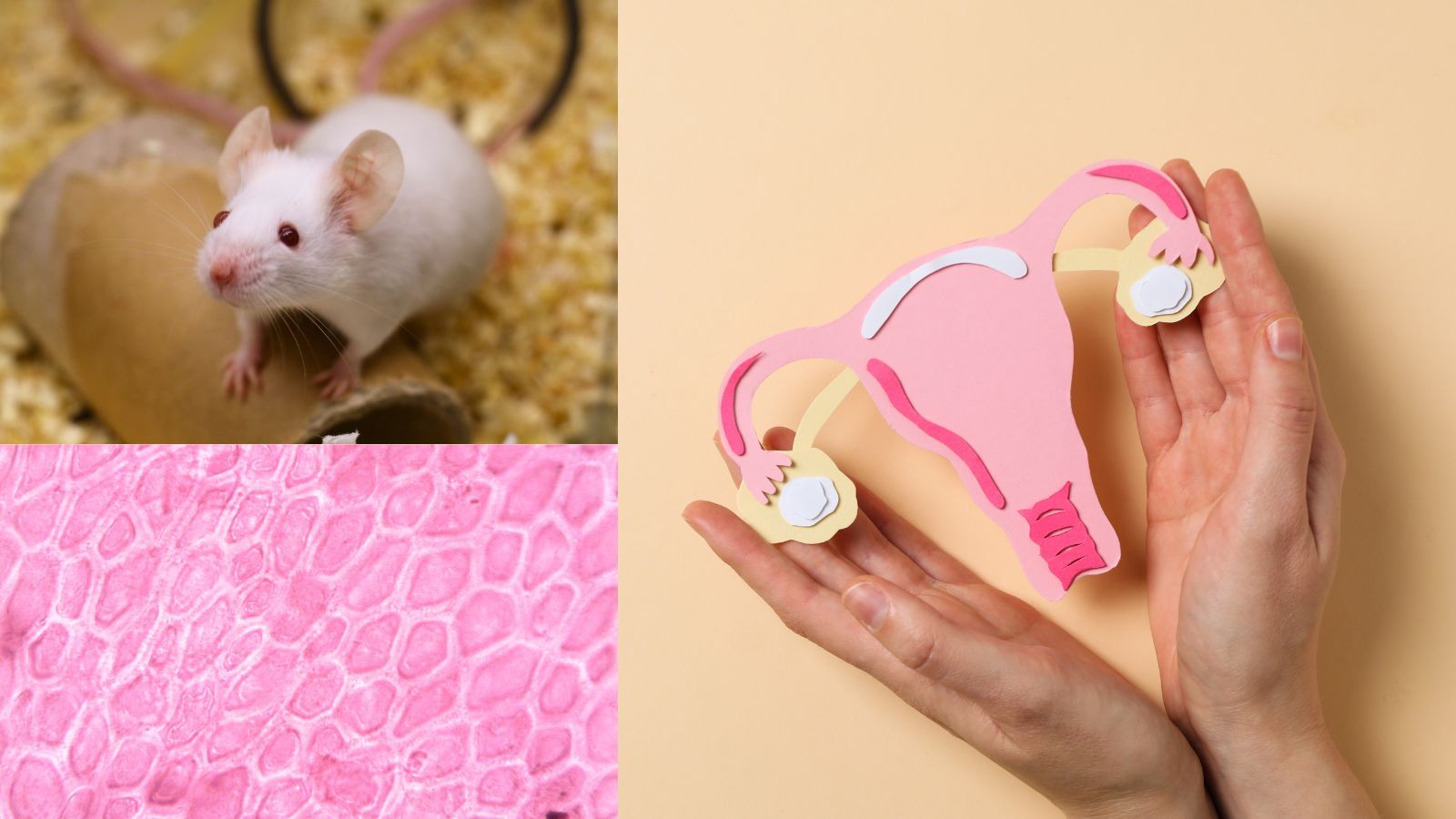 Animal studies lead to first approved HPV immunotherapy