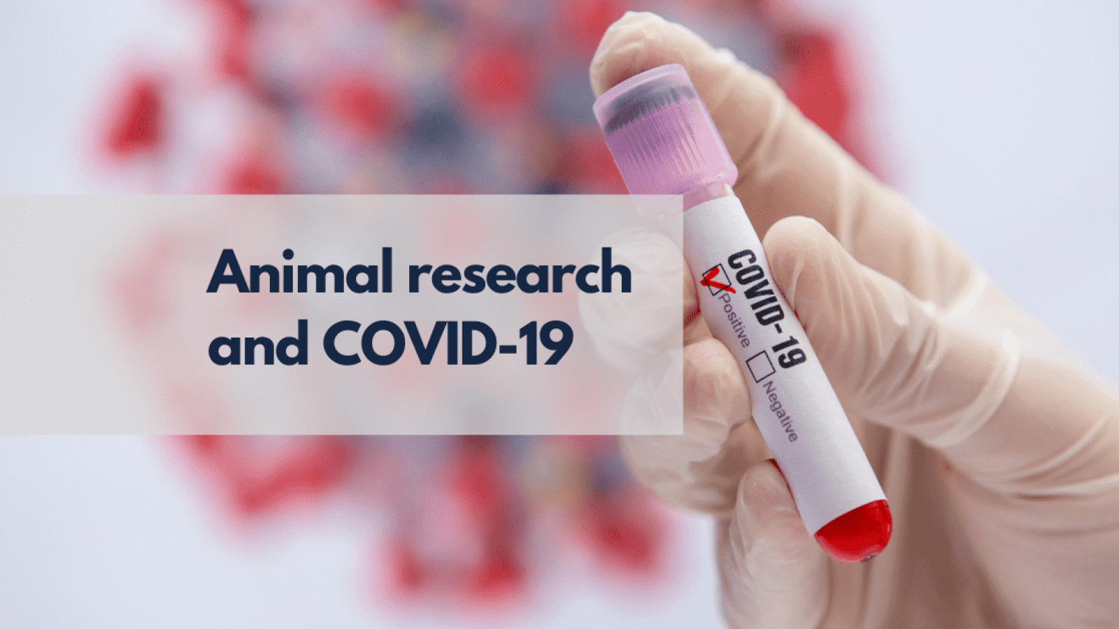 Animal research and COVID-19