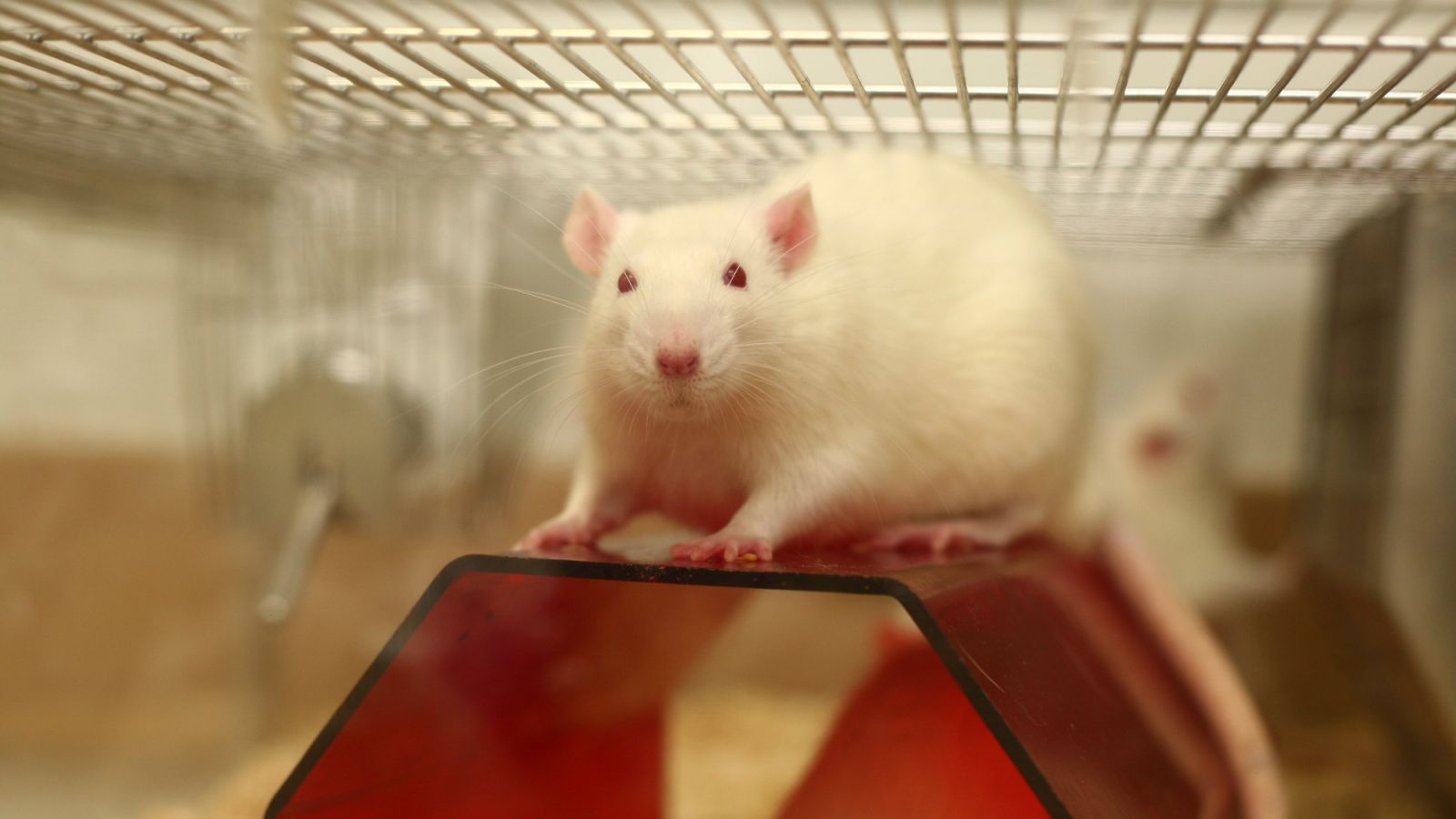 Hormone improves memory in rats