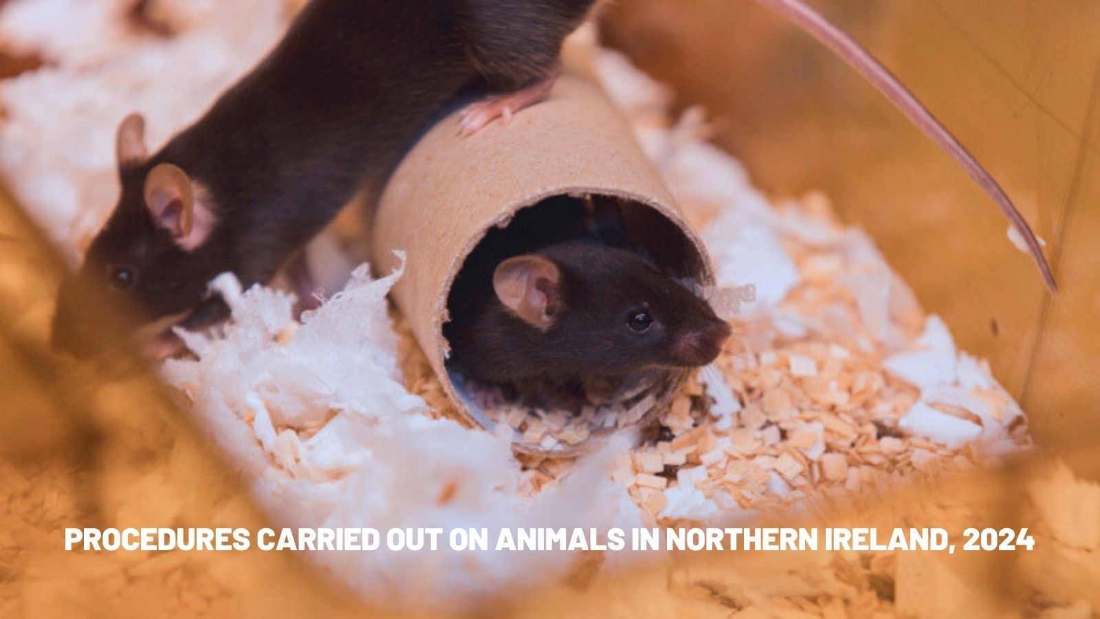 Latest figures show a decrease in animals used in research in Northern Ireland in 2024