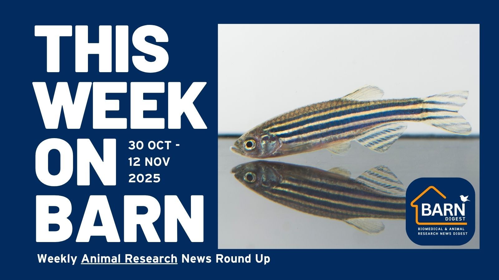 This week on BARN - animal research news from UAR members (30 October - 12 November 2025)