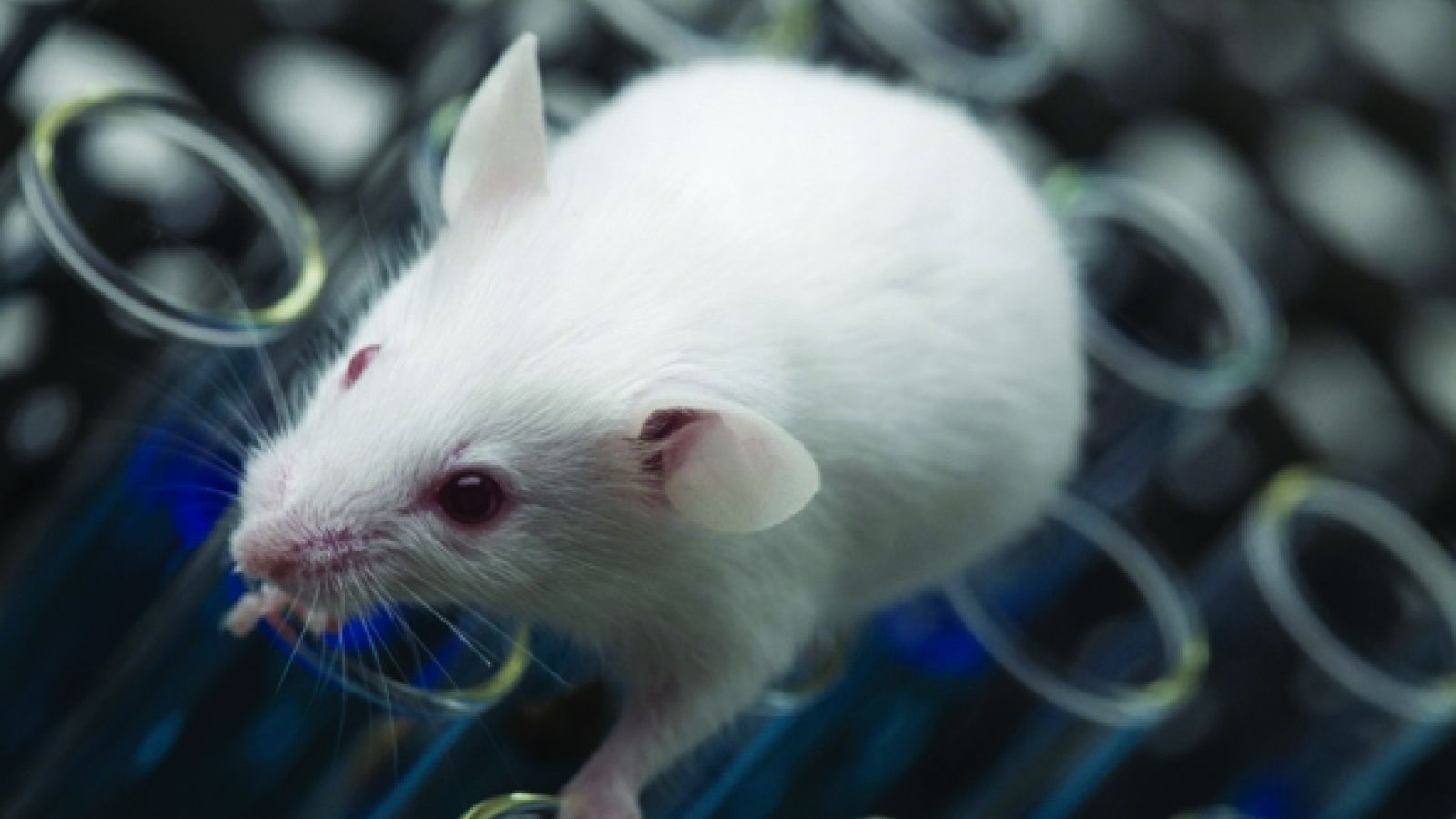 Why we need female mice in drug trials