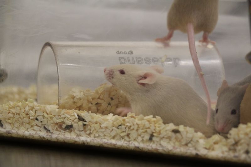 White lab mouse inside cage