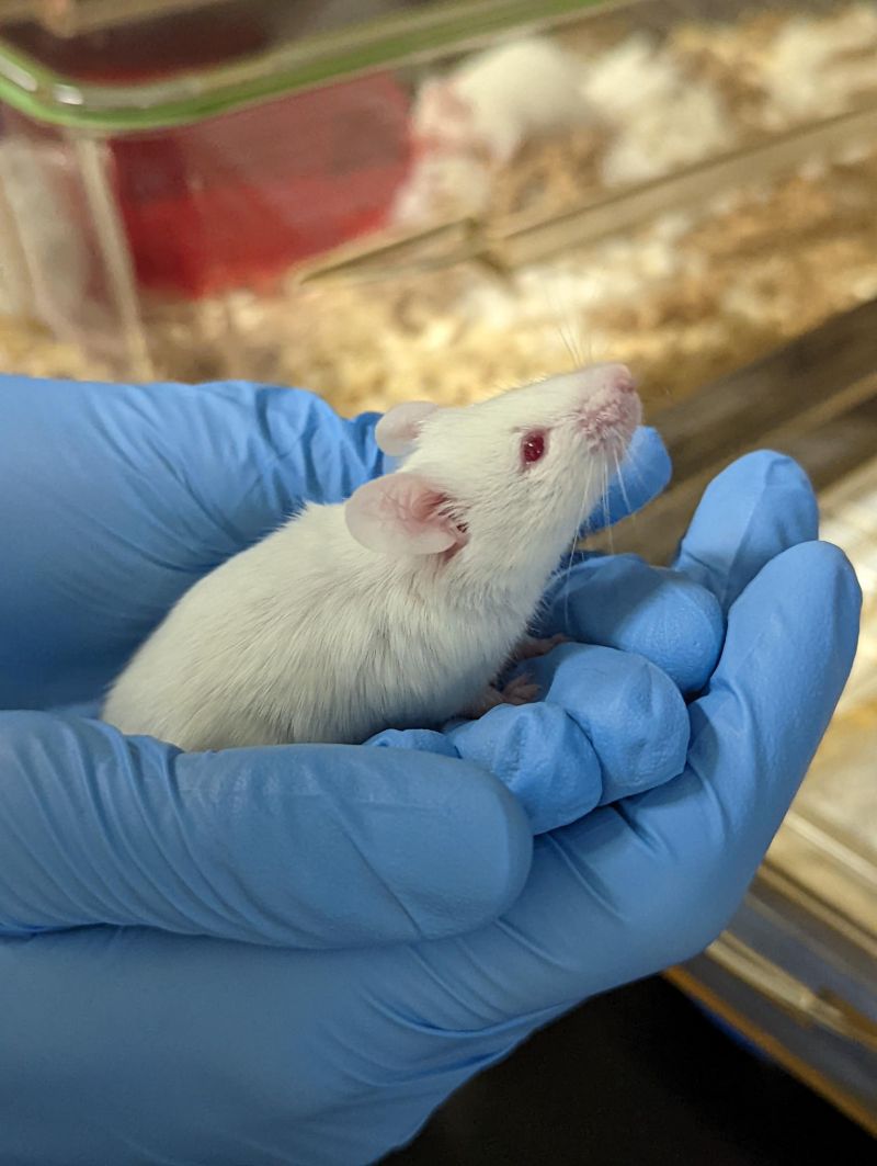 White lab mouse in blue gloved hand NSG1 - © University of Cambridge