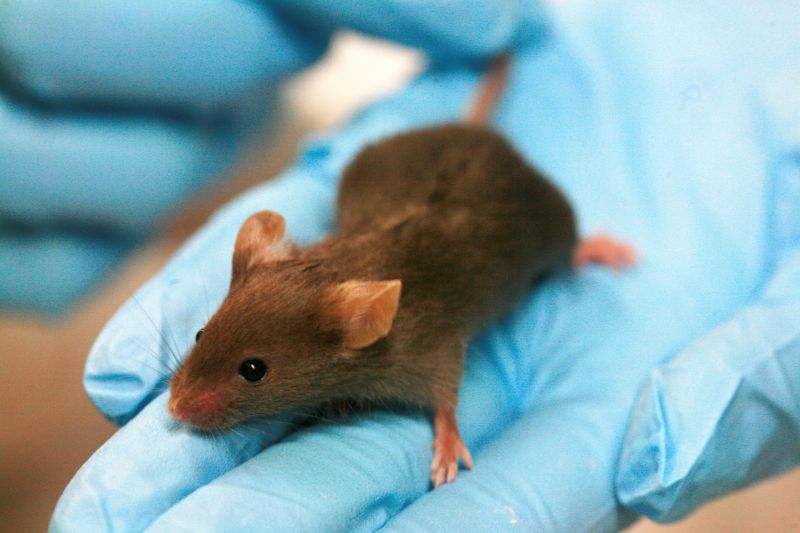 Brown lab mouse on blue gloved hand - © University of Cambridge