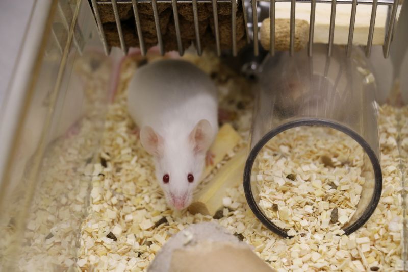 White lab mouse inside home cage